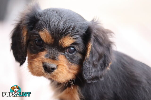 ANKC Cavalier King Charles Spaniel Puppies