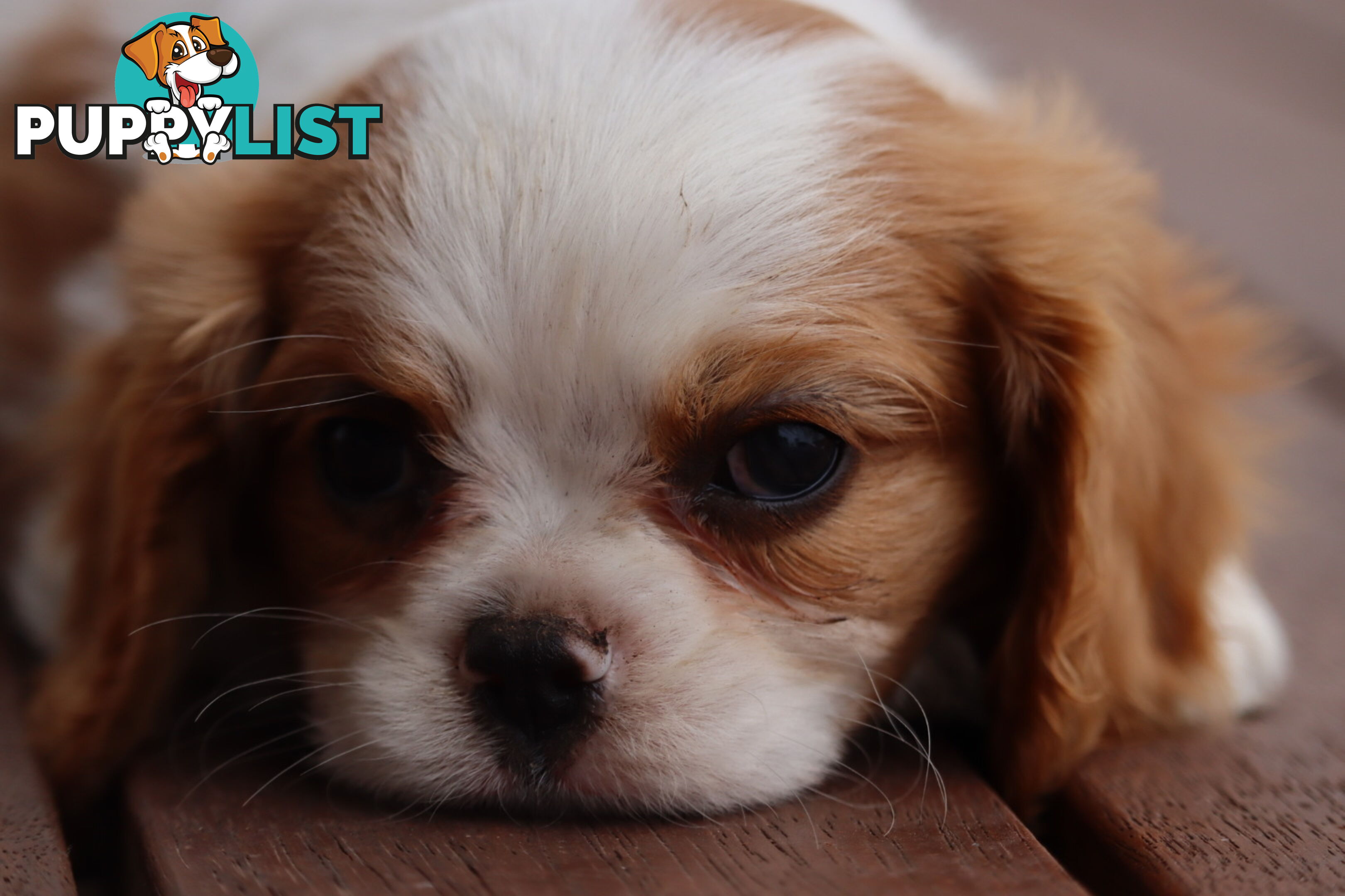 ANKC Cavalier King Charles Spaniel Puppies