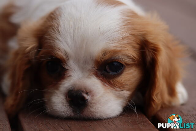 ANKC Cavalier King Charles Spaniel Puppies