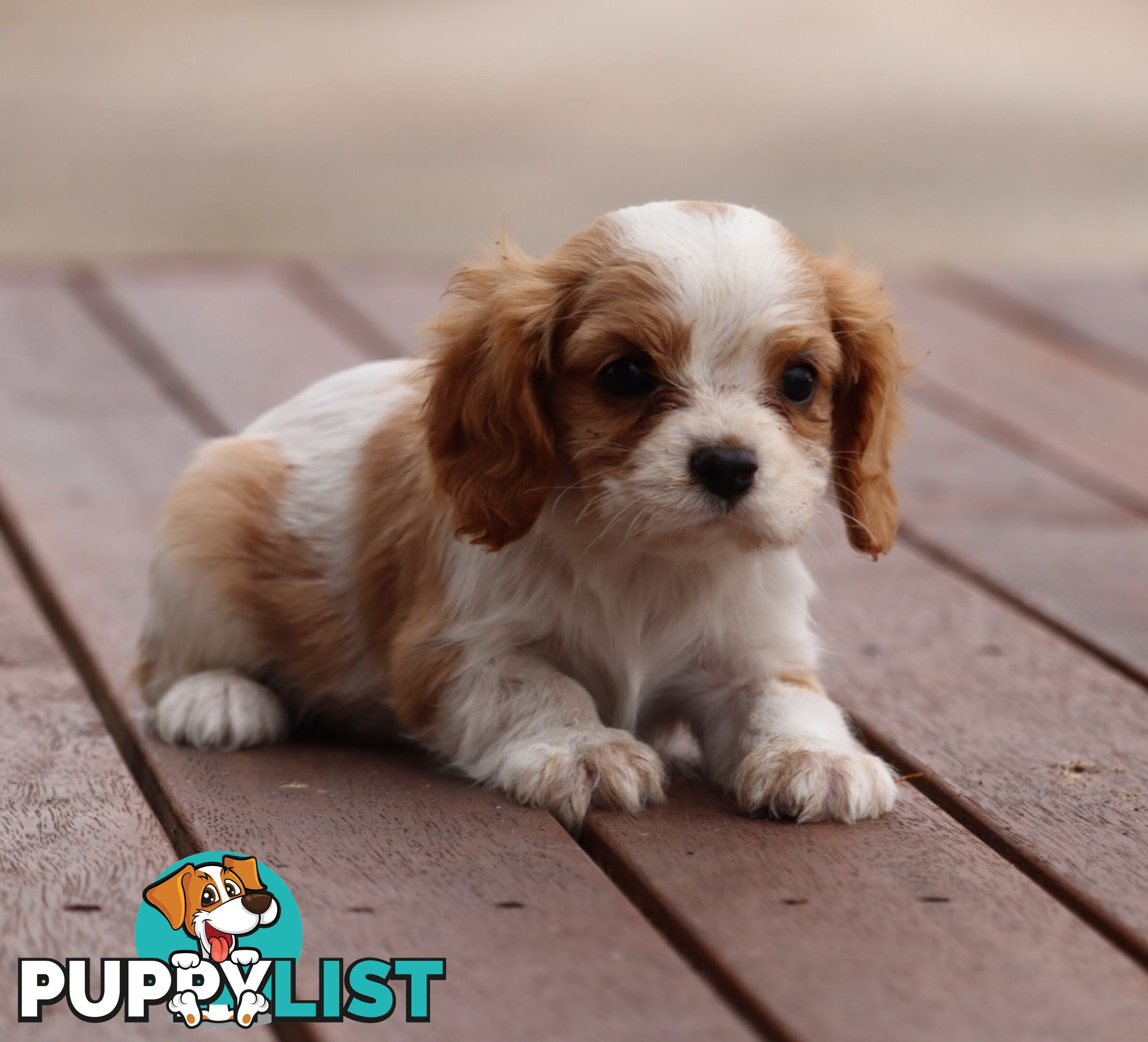 ANKC Cavalier King Charles Spaniel Puppies