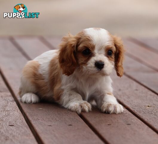 ANKC Cavalier King Charles Spaniel Puppies