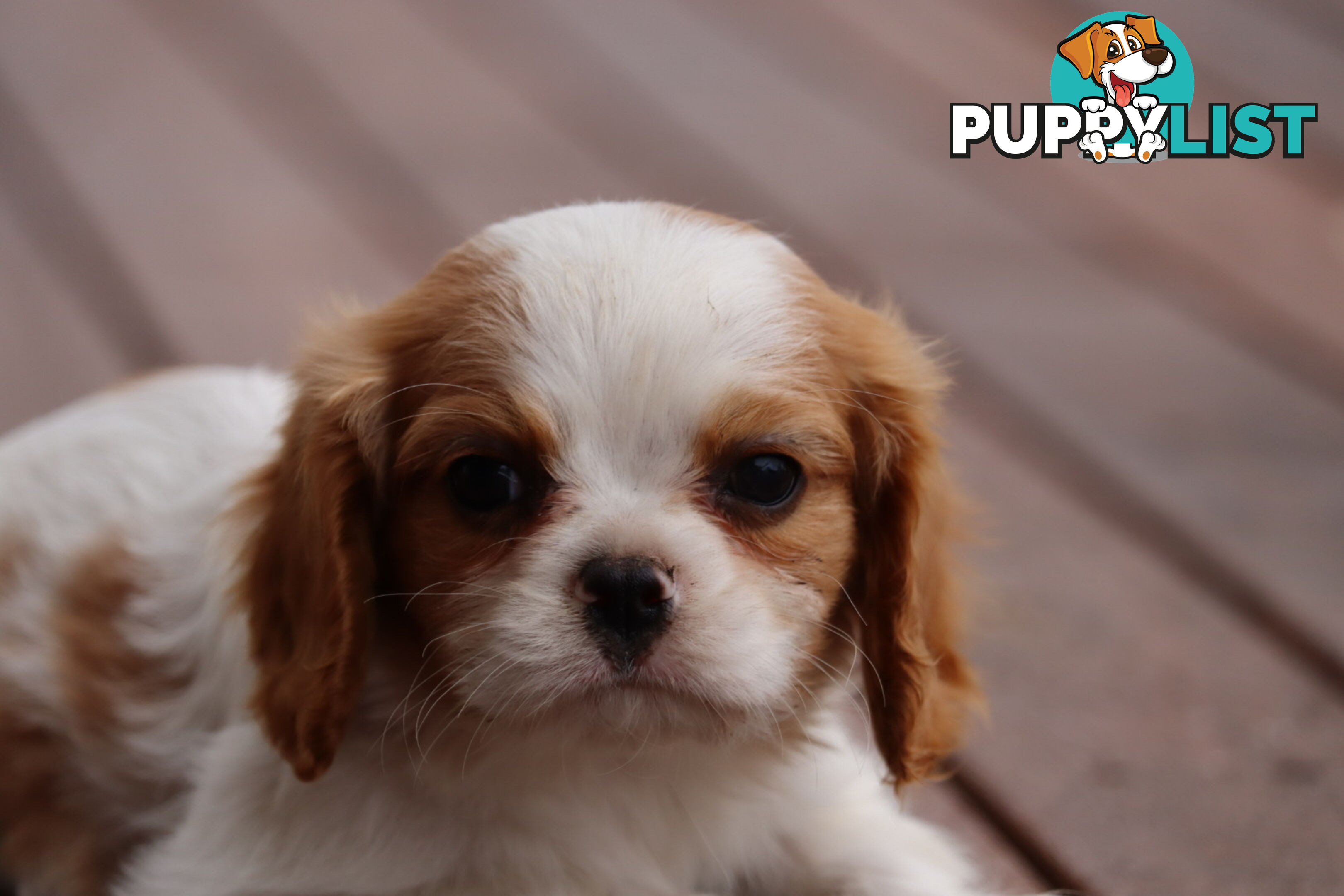 ANKC Cavalier King Charles Spaniel Puppies