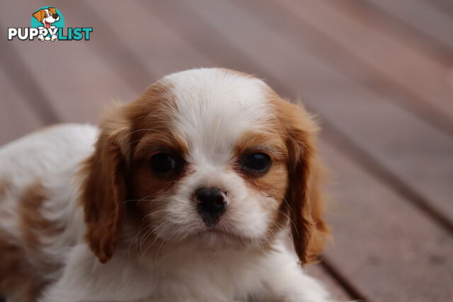 ANKC Cavalier King Charles Spaniel Puppies