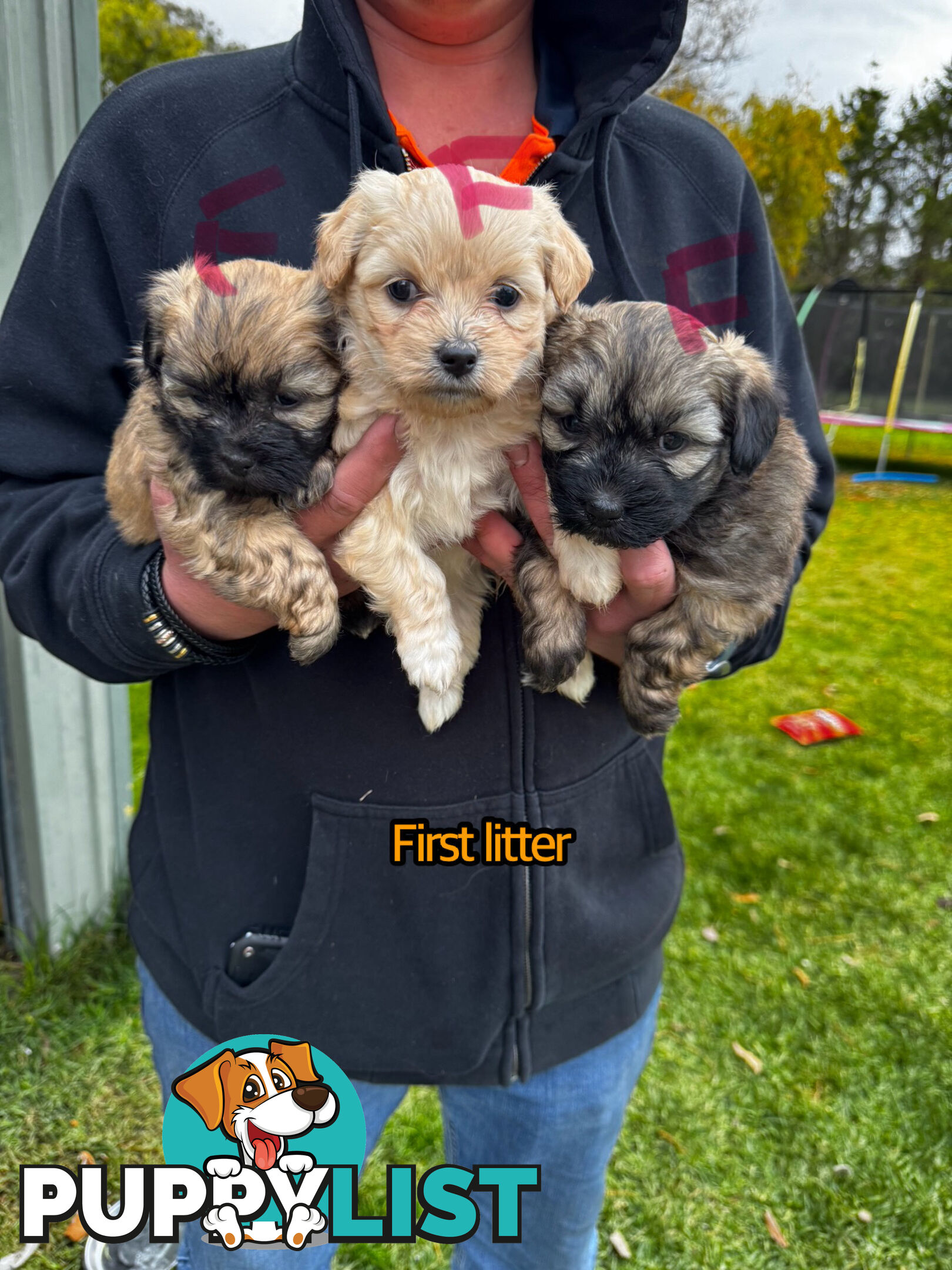 Shih tzu Maltese puppies