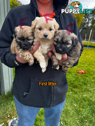 Shih tzu Maltese puppies
