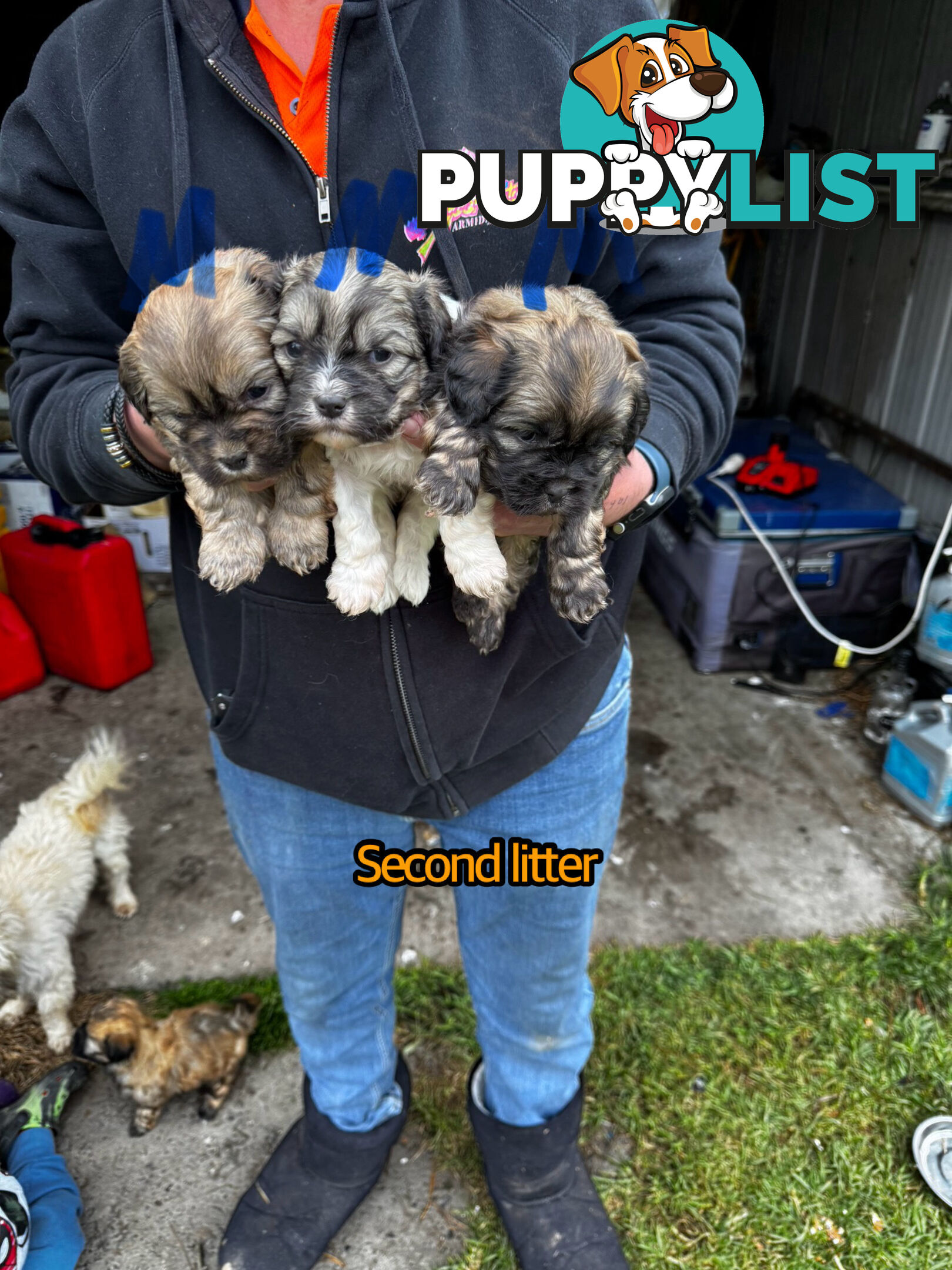 Shih tzu Maltese puppies