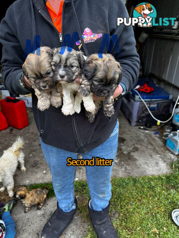 Shih tzu Maltese puppies