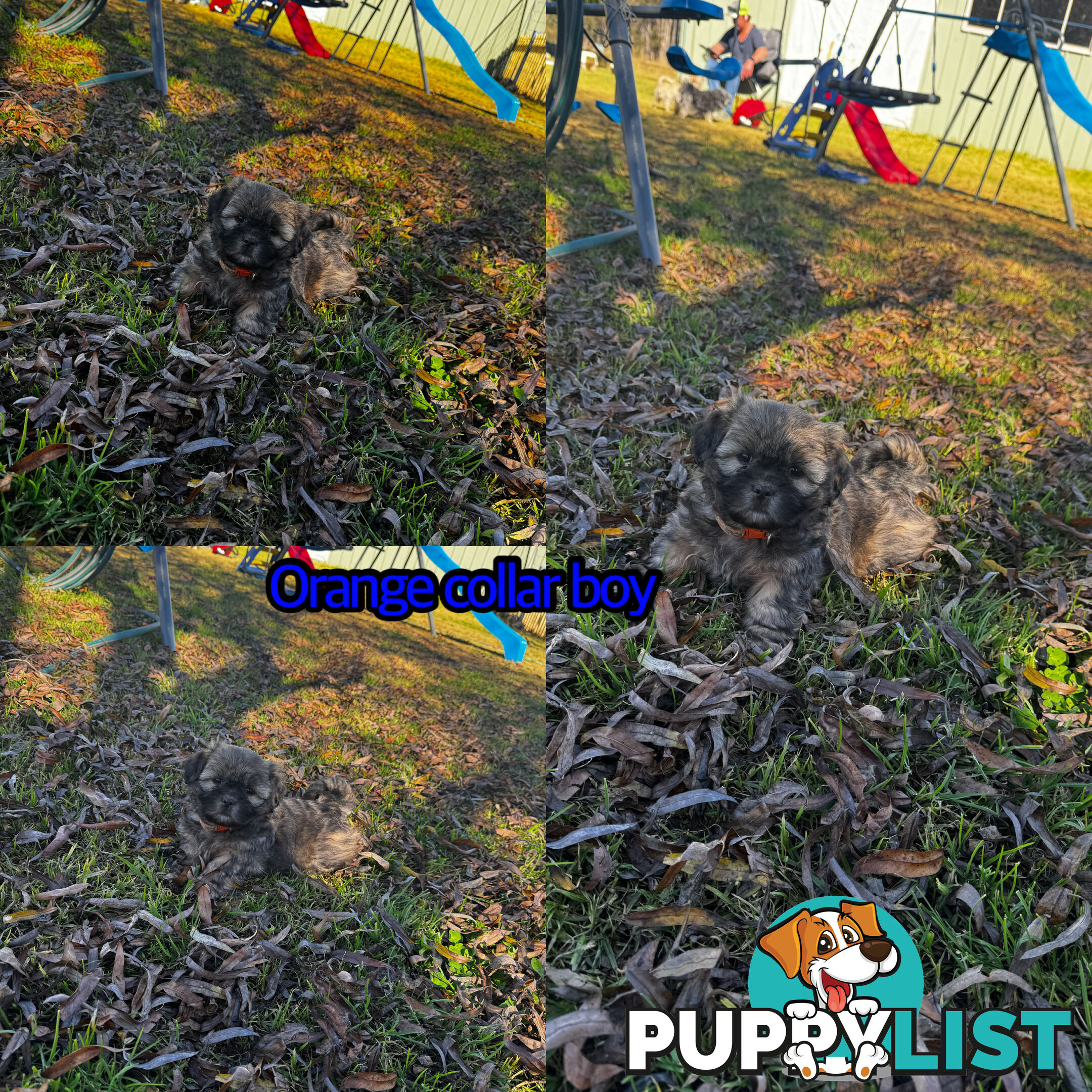Shih tzu Maltese puppies