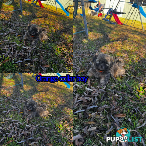 Shih tzu Maltese puppies