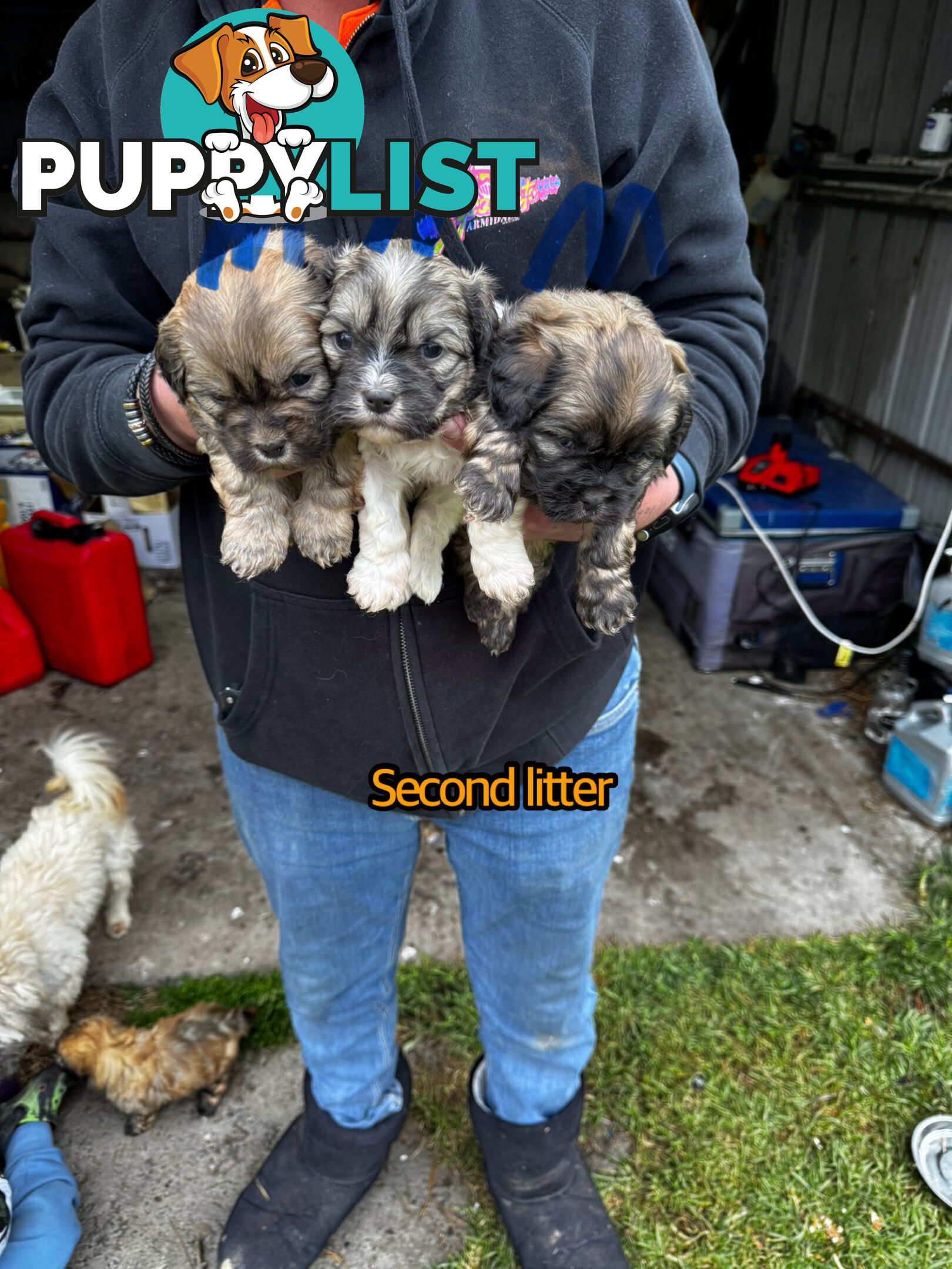 Shih tzu Maltese puppies