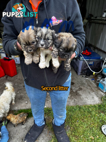 Shih tzu Maltese puppies