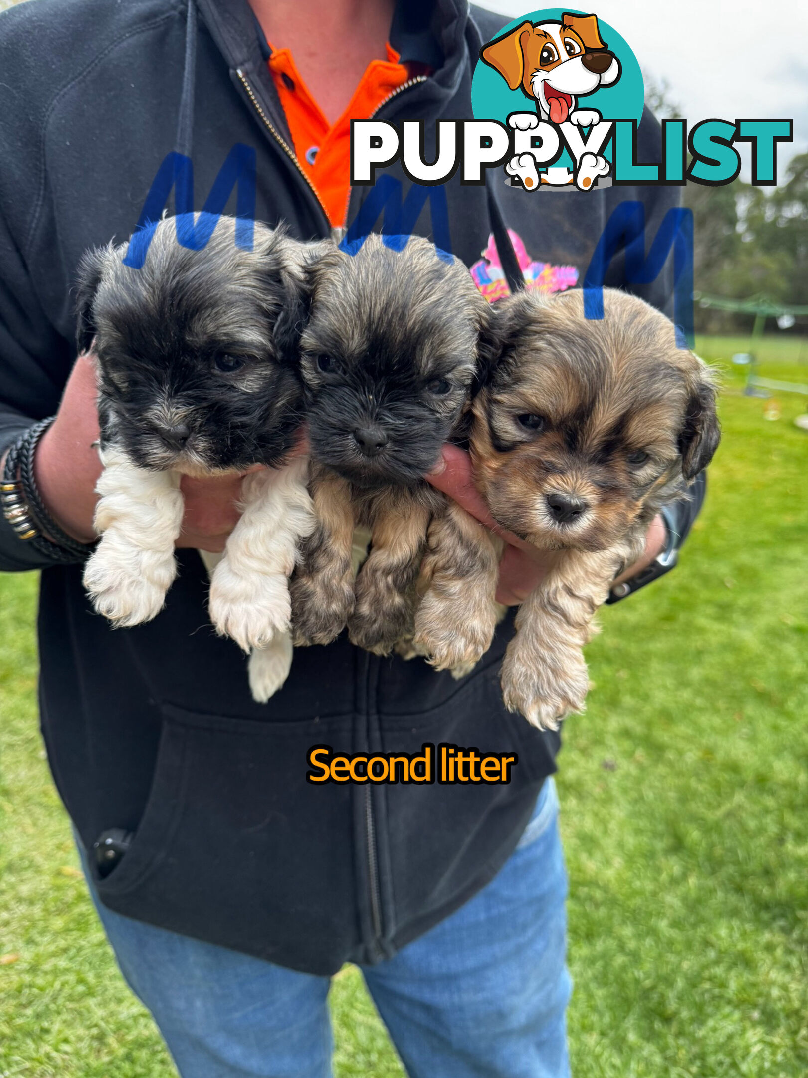 Shih tzu Maltese puppies