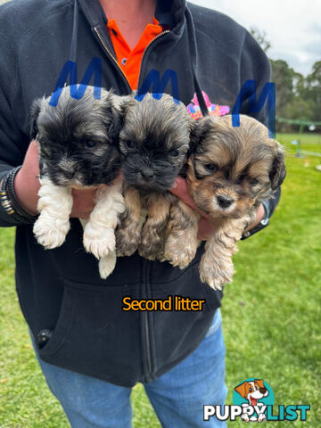Shih tzu Maltese puppies