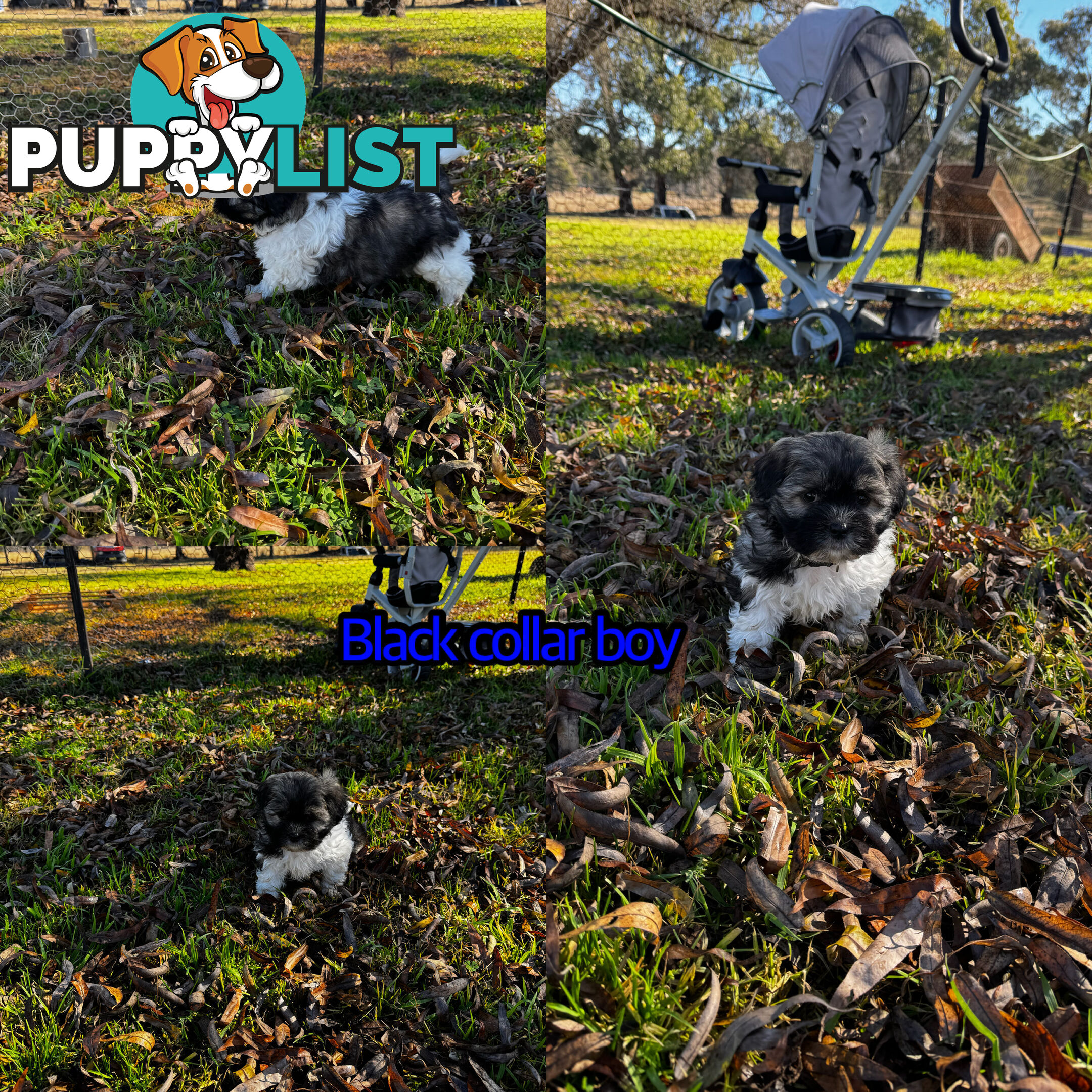 Shih tzu Maltese puppies