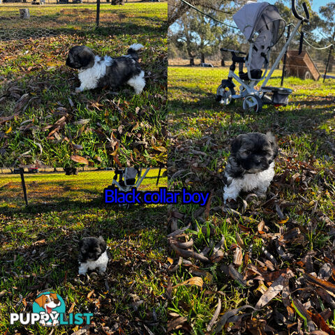 Shih tzu Maltese puppies