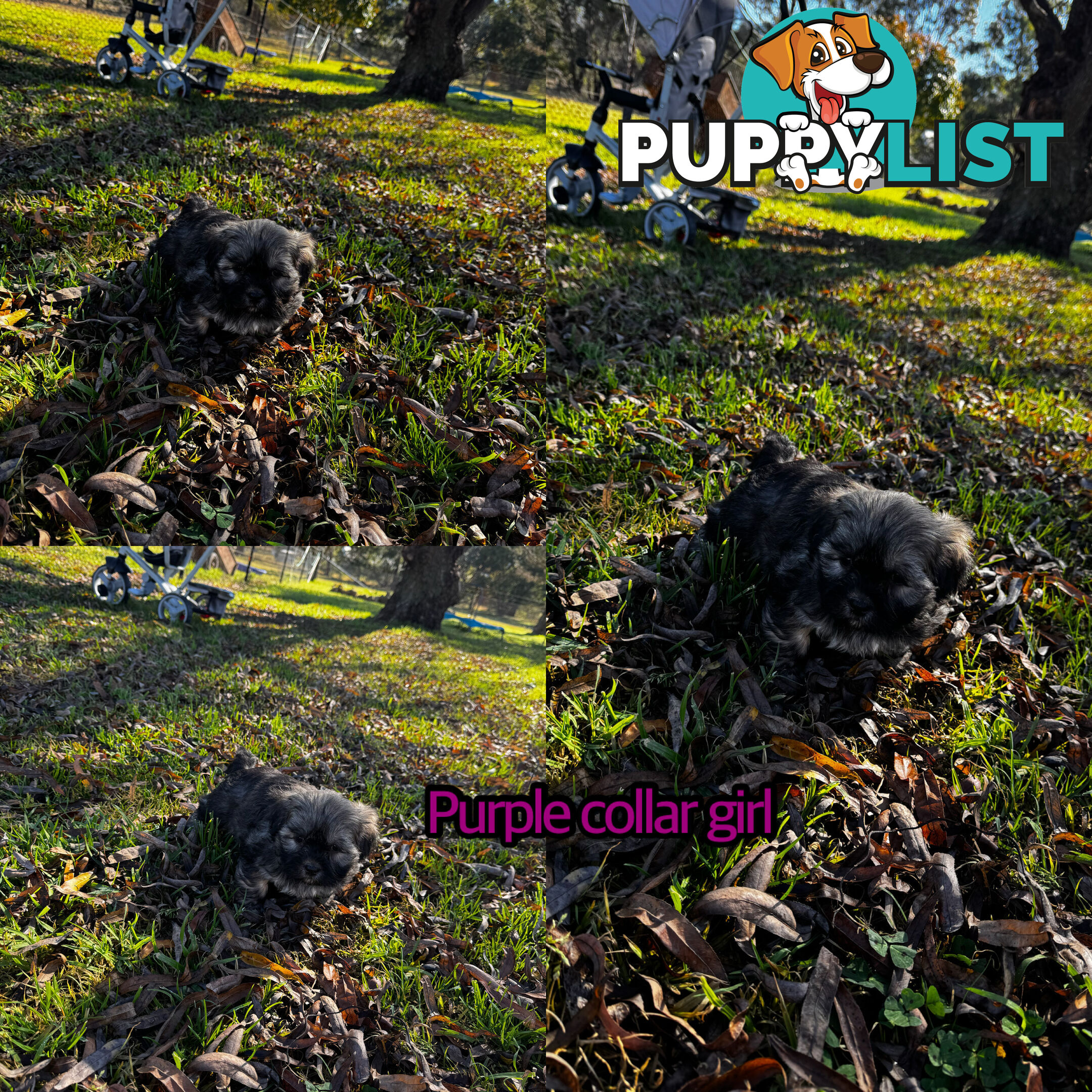 Shih tzu Maltese puppies