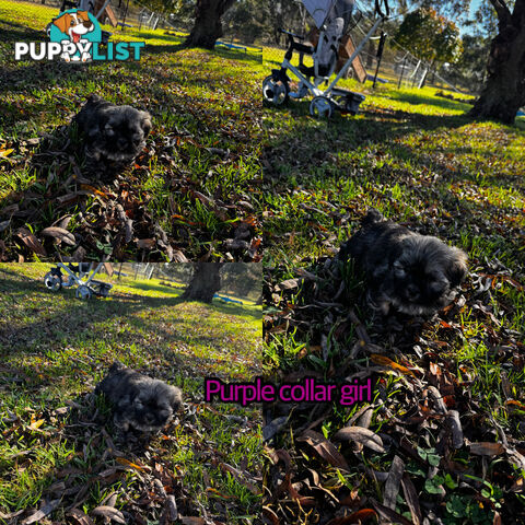 Shih tzu Maltese puppies