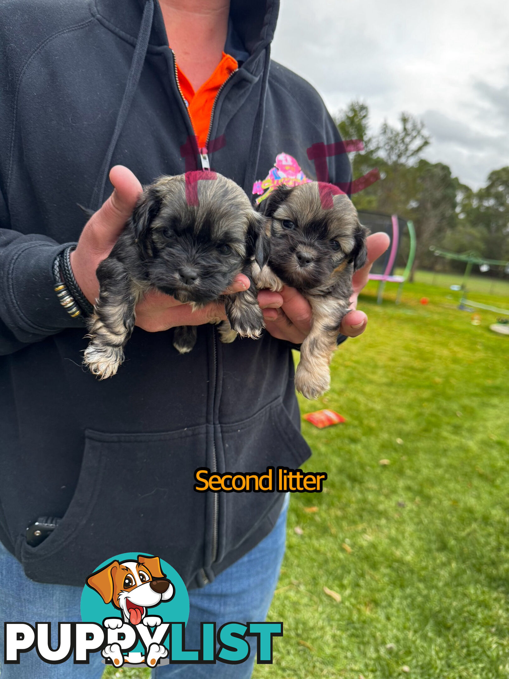 Shih tzu Maltese puppies
