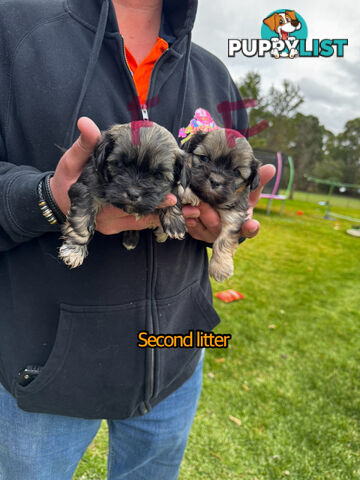 Shih tzu Maltese puppies
