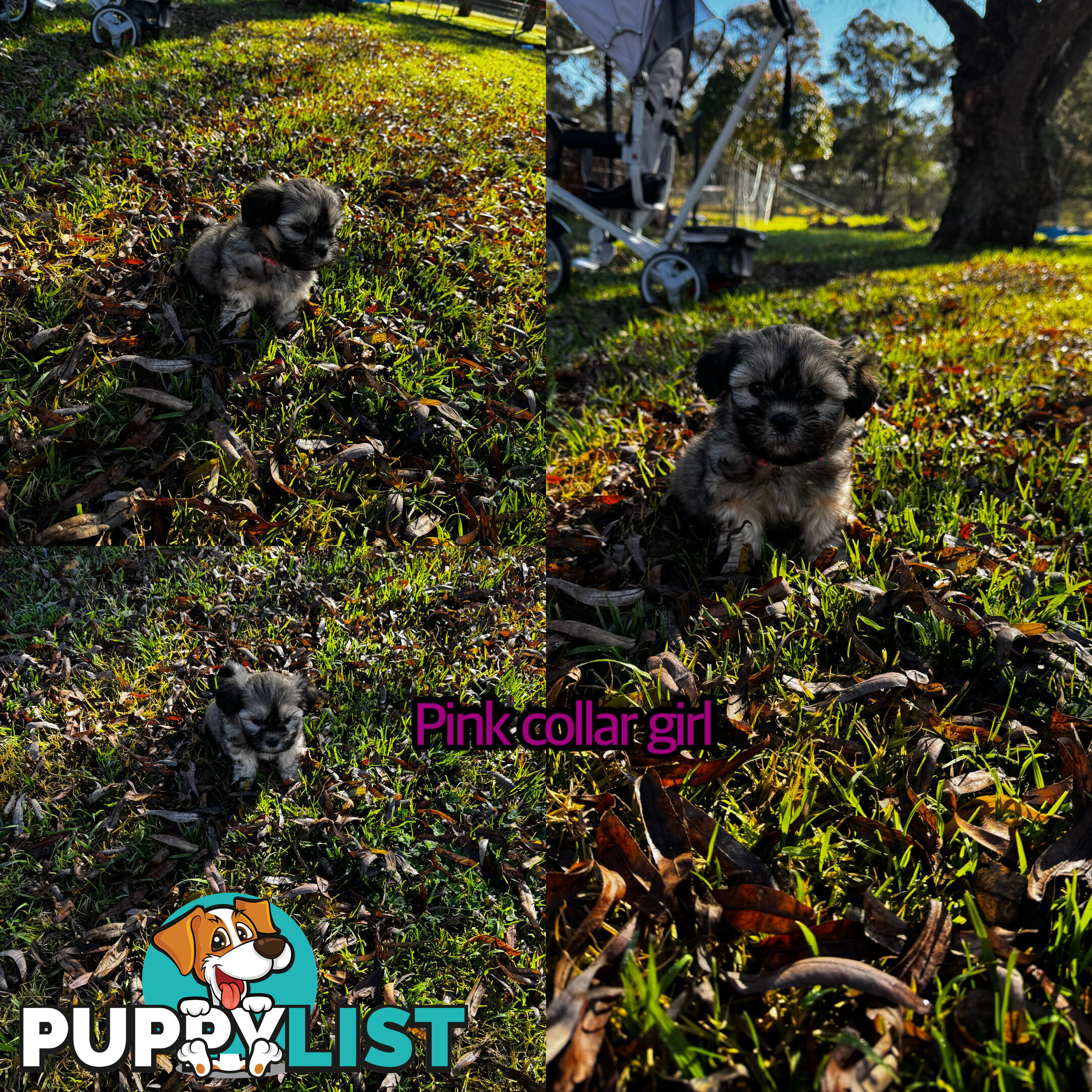 Shih tzu Maltese puppies