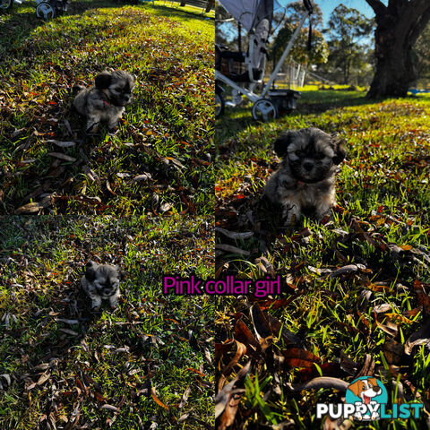 Shih tzu Maltese puppies