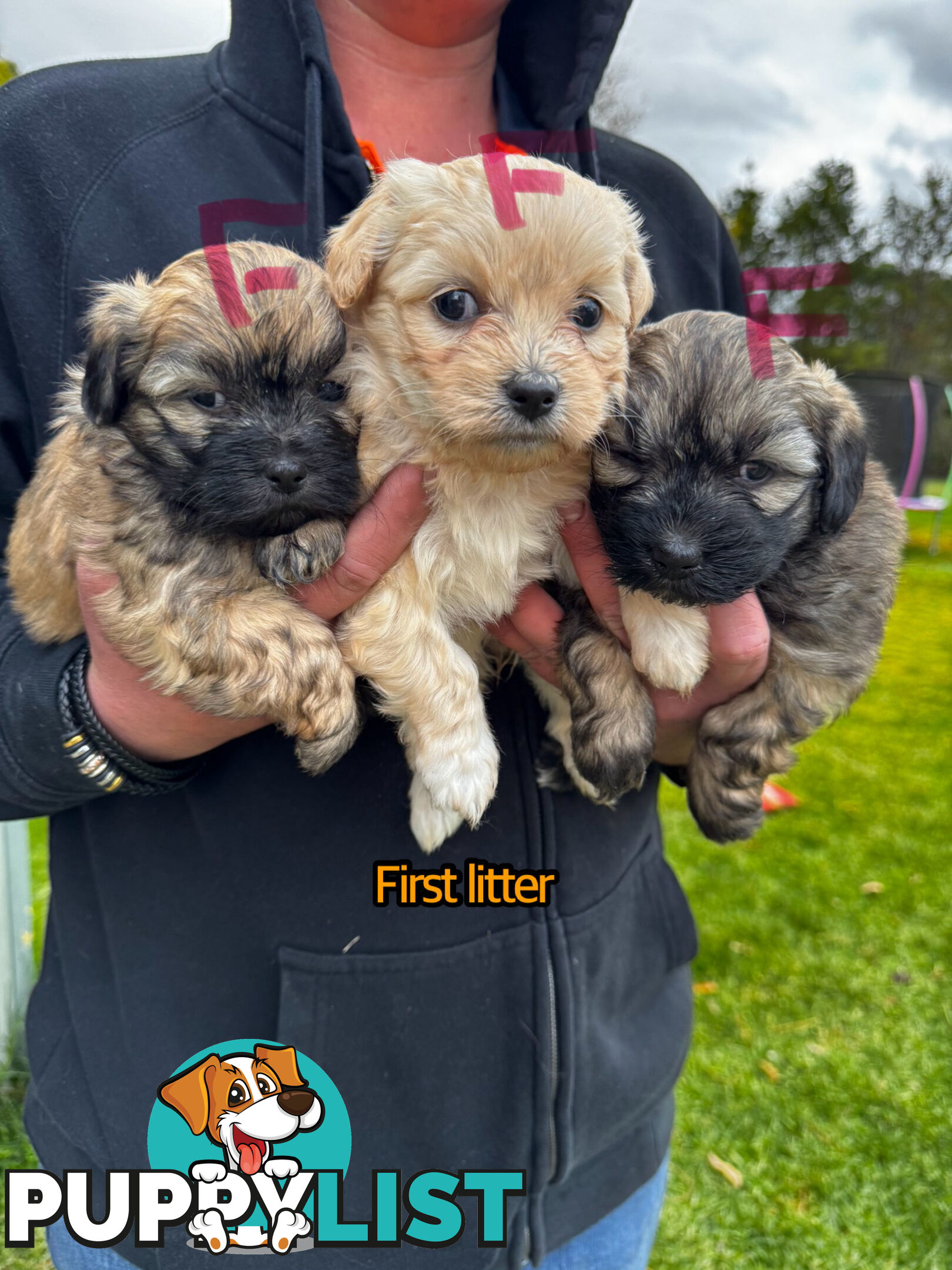 Shih tzu Maltese puppies