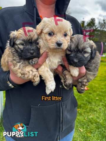 Shih tzu Maltese puppies