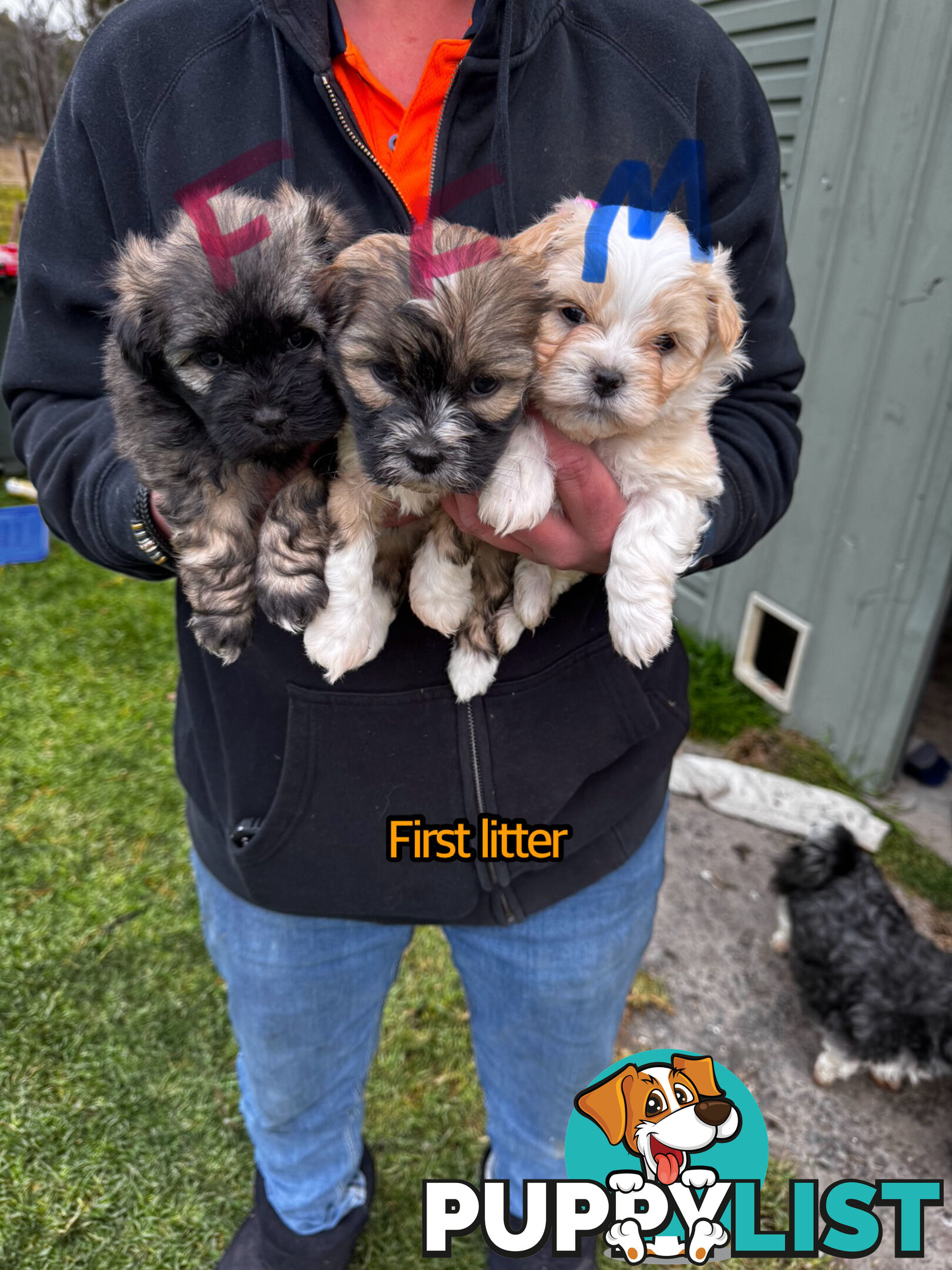Shih tzu Maltese puppies