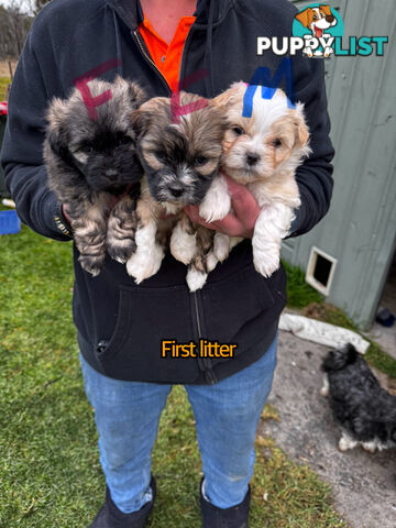 Shih tzu Maltese puppies