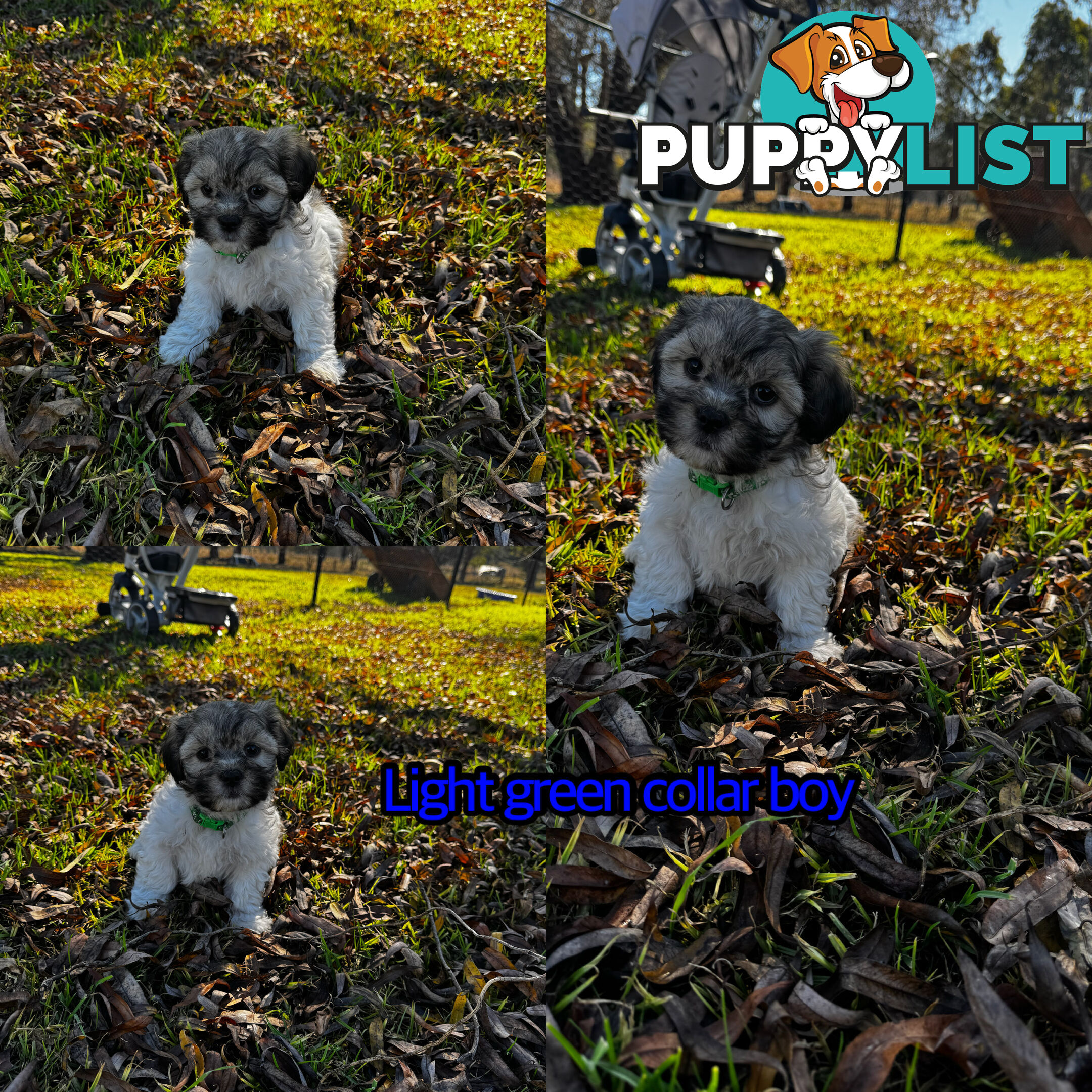 Shih tzu Maltese puppies