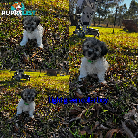 Shih tzu Maltese puppies