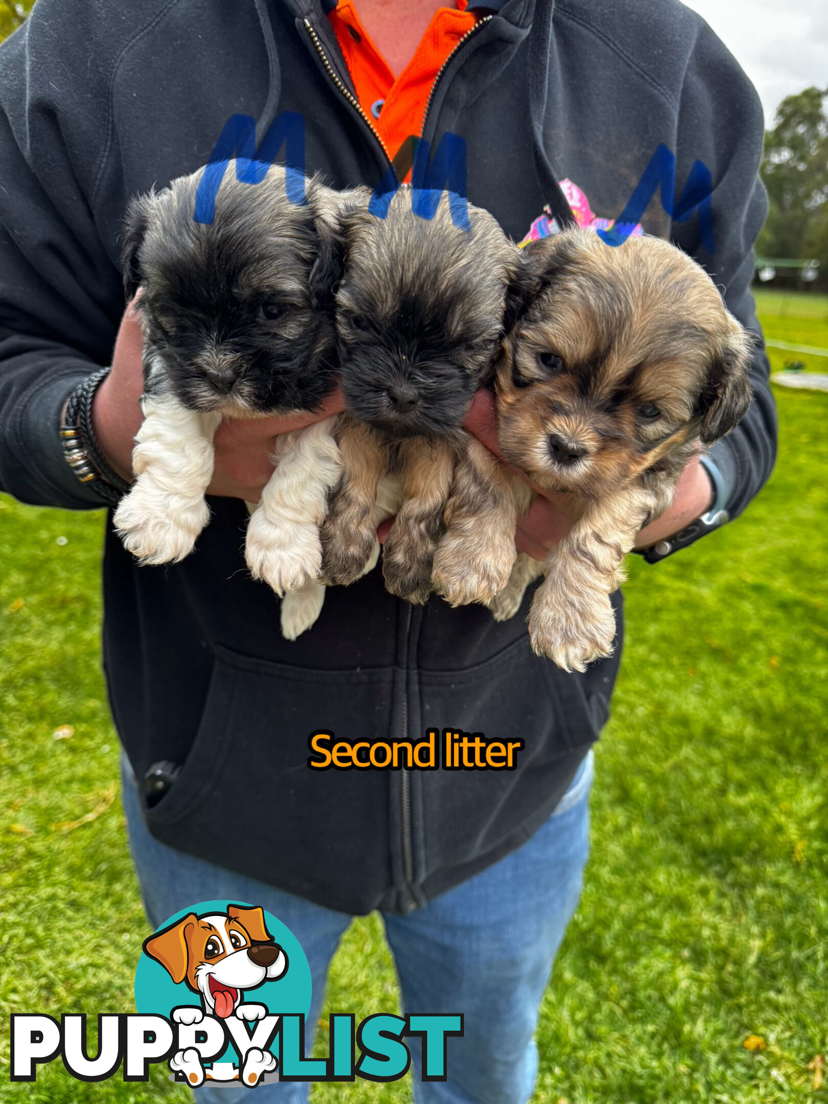 Shih tzu Maltese puppies