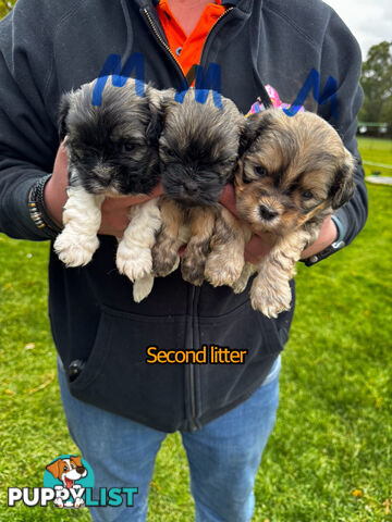 Shih tzu Maltese puppies
