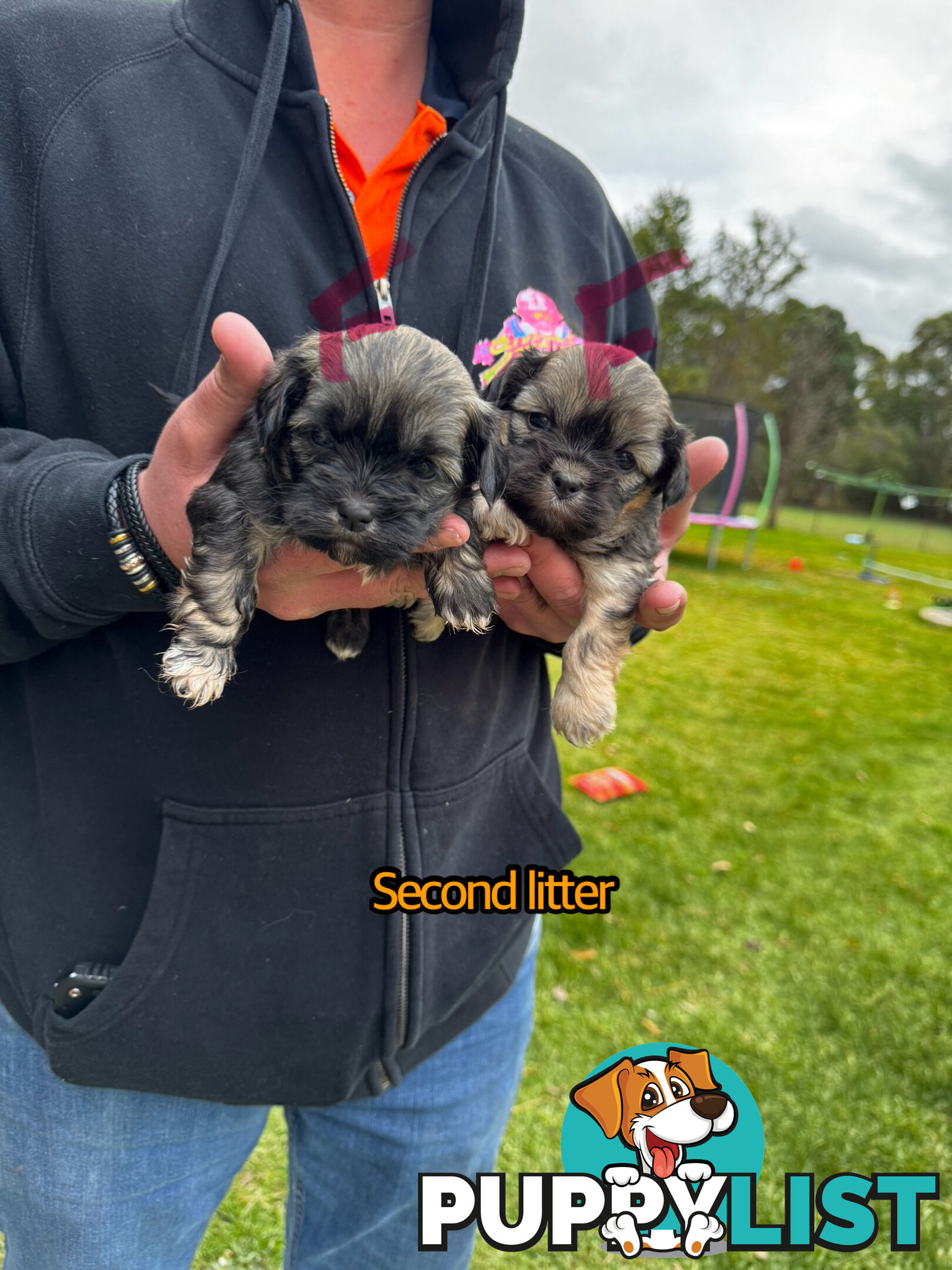 Shih tzu Maltese puppies