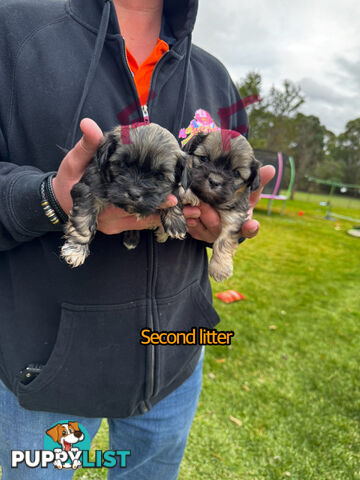 Shih tzu Maltese puppies