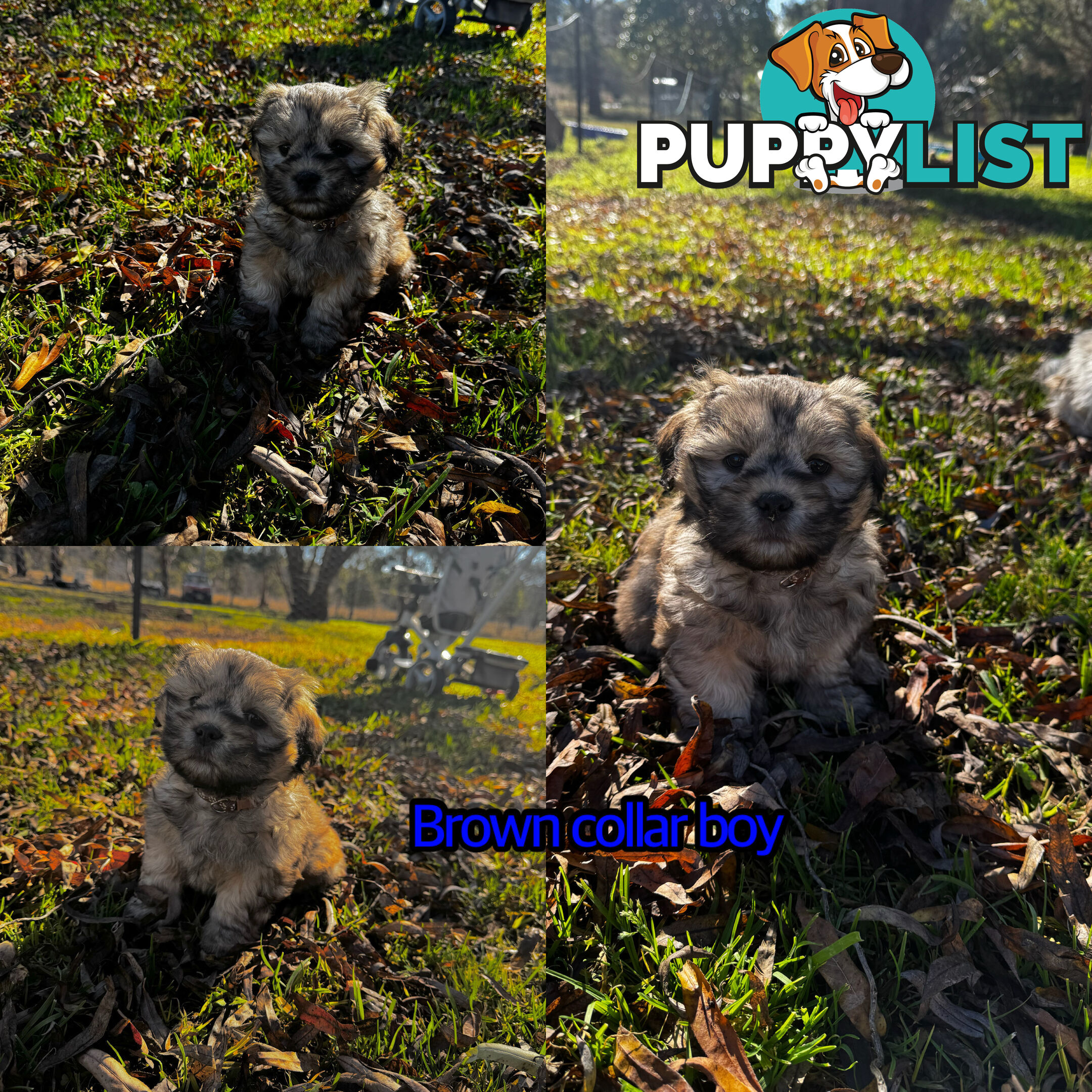 Shih tzu Maltese puppies
