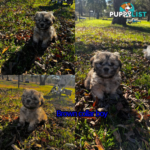 Shih tzu Maltese puppies