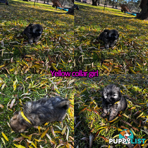 Shih tzu Maltese puppies
