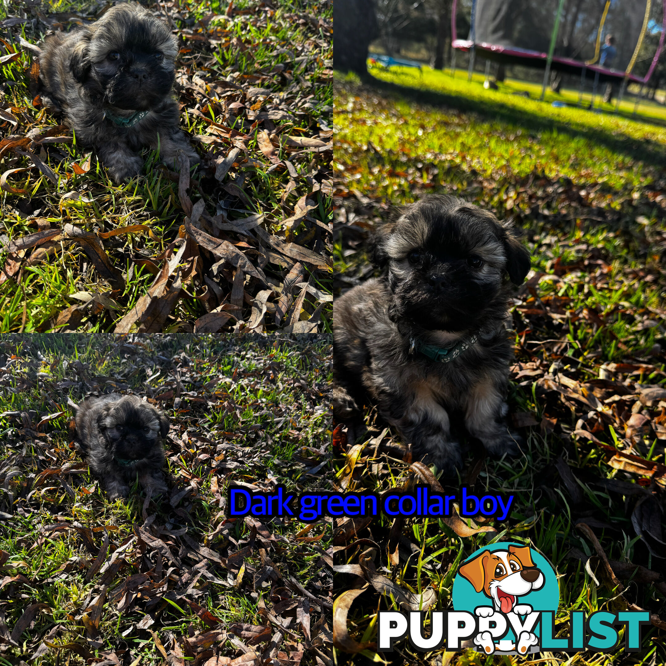 Shih tzu Maltese puppies
