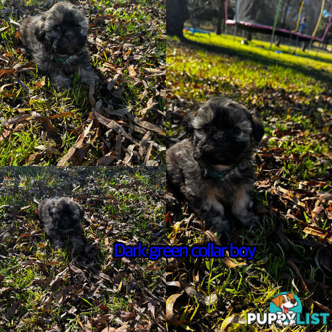 Shih tzu Maltese puppies