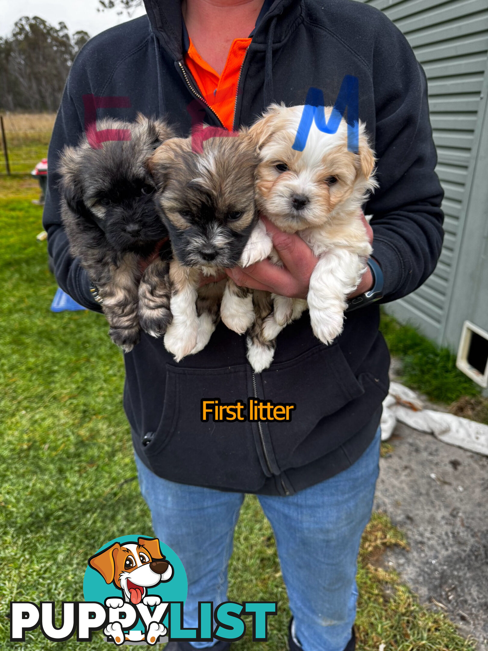 Shih tzu Maltese puppies