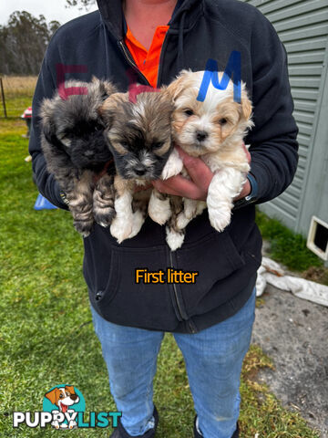 Shih tzu Maltese puppies