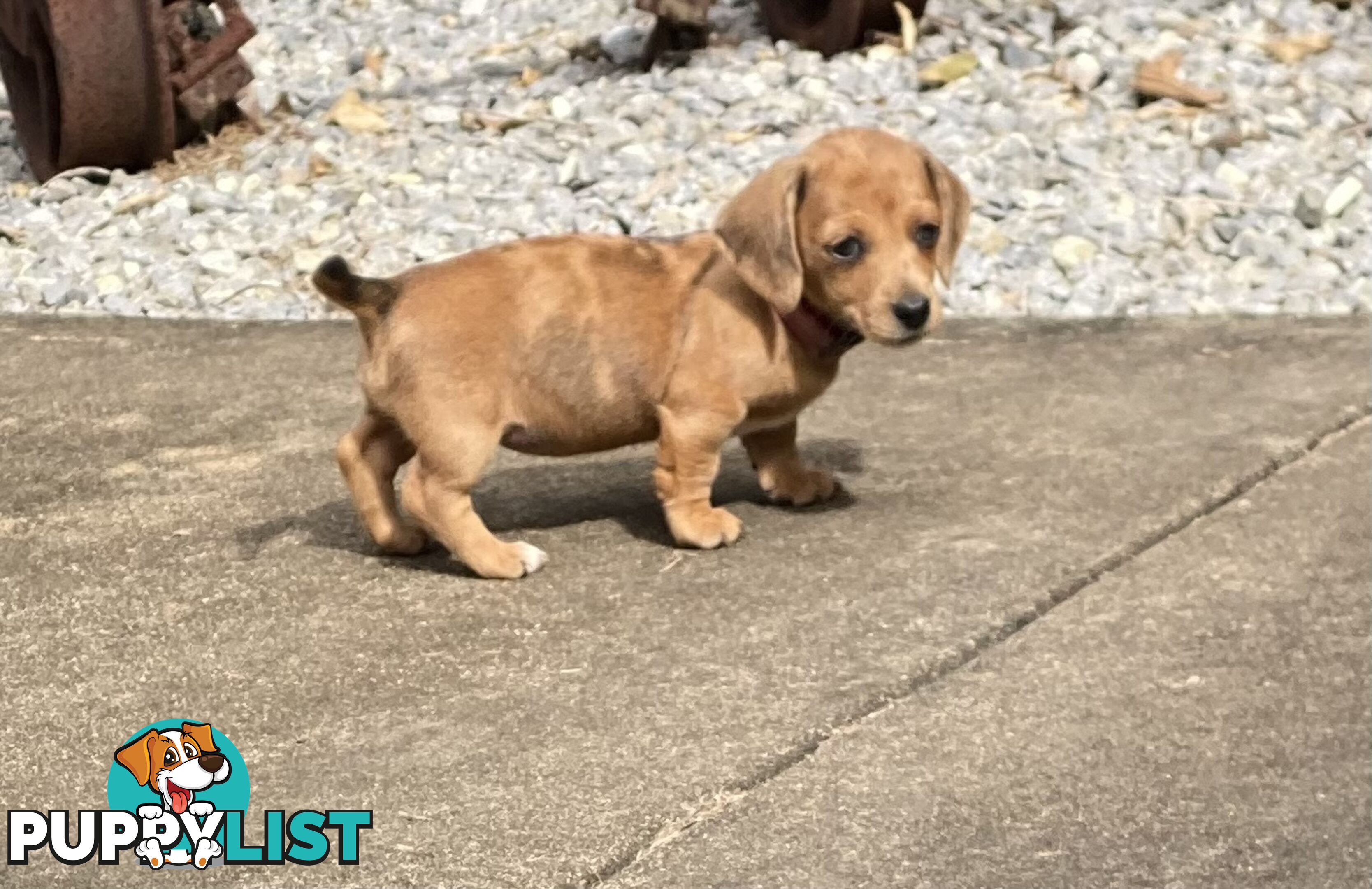 Purebred Mini Dachshund Puppies