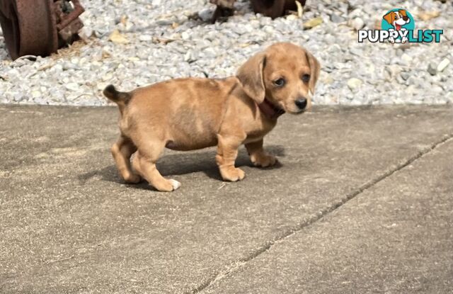 Purebred Mini Dachshund Puppies