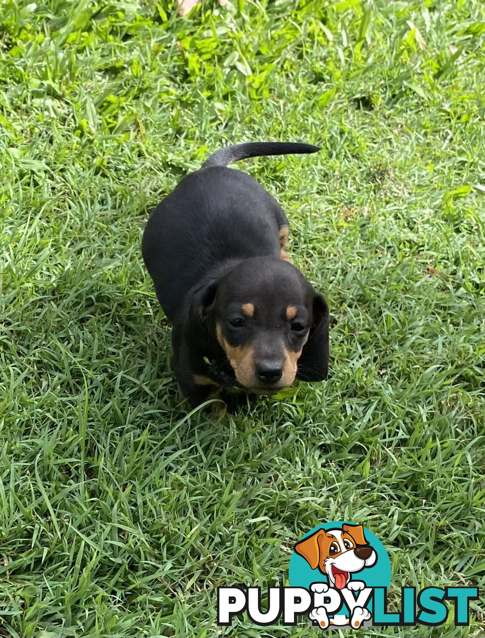 Purebred Mini Dachshund Puppies