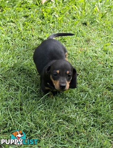 Purebred Mini Dachshund Puppies