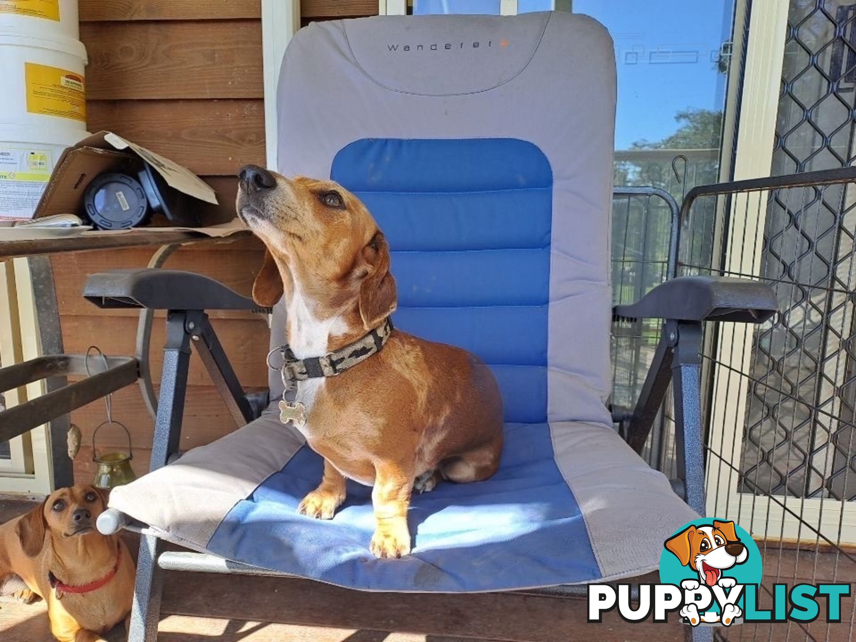 Purebred Mini Dachshund Puppies