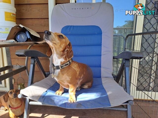 Purebred Mini Dachshund Puppies