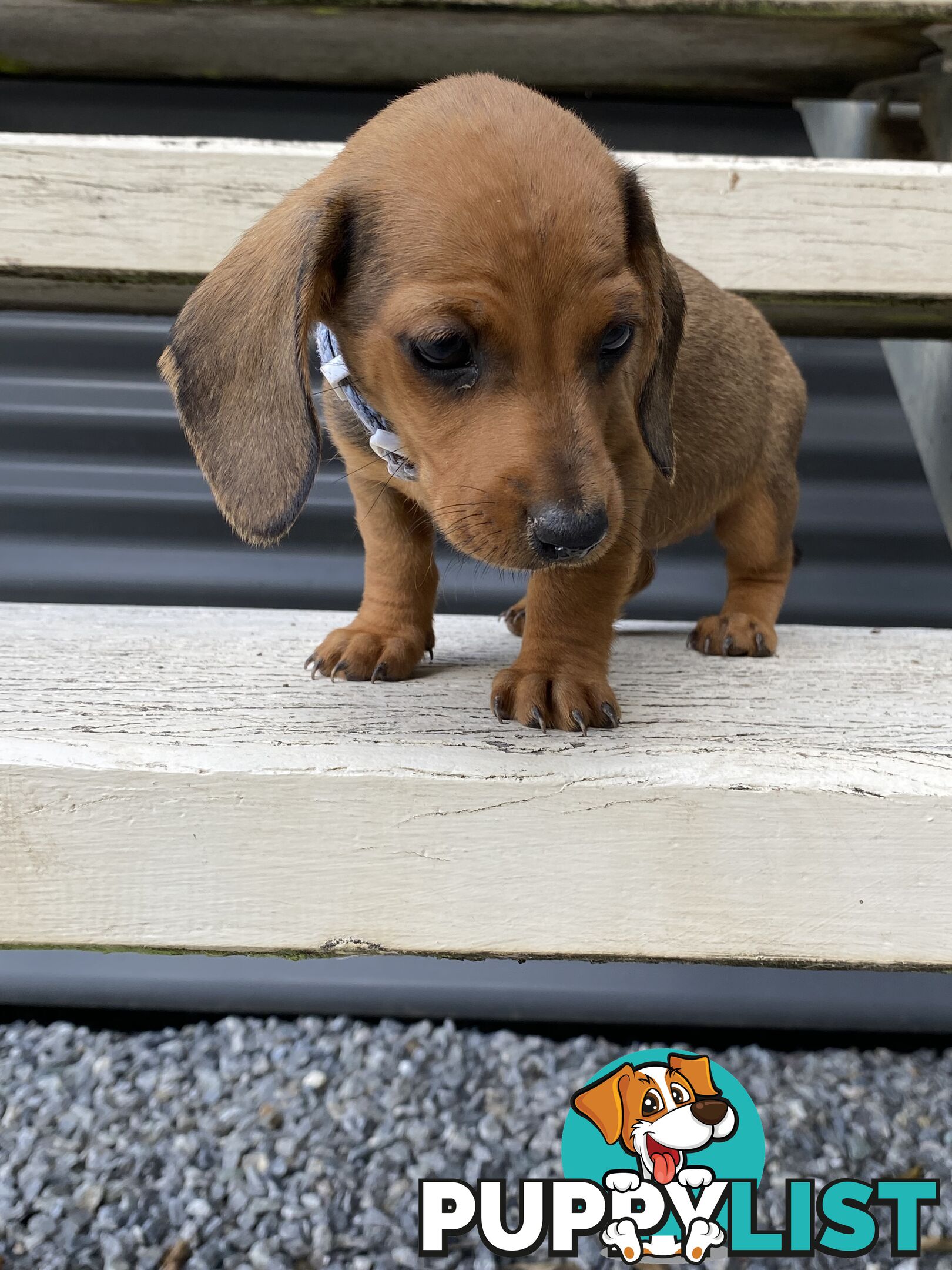 Purebred Mini Dachshund Puppies