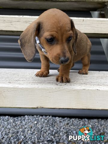Purebred Mini Dachshund Puppies